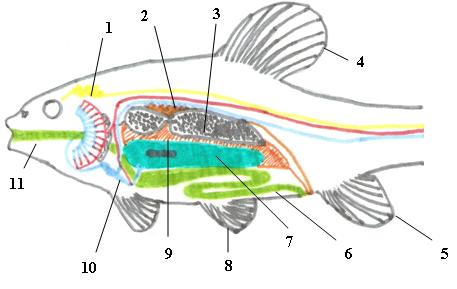 anatomie ryby.jpg.jpg